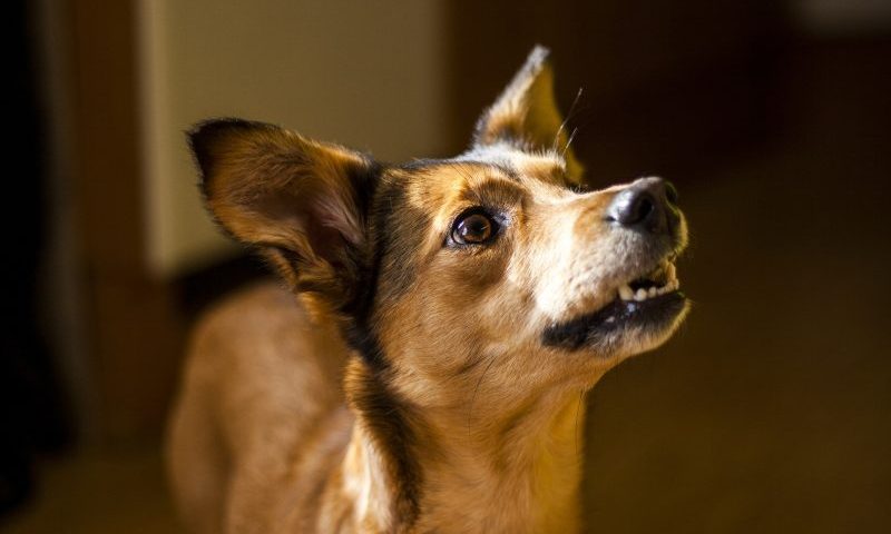 Animal shelter slams the rise in shock collars