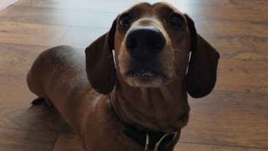 Most expensive breed revealed