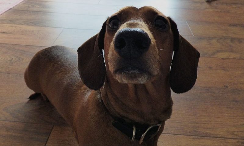 Most expensive breed revealed