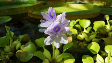 Pond plant alternatives offered by Association