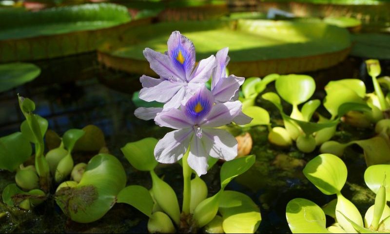 Pond plant alternatives offered by Association