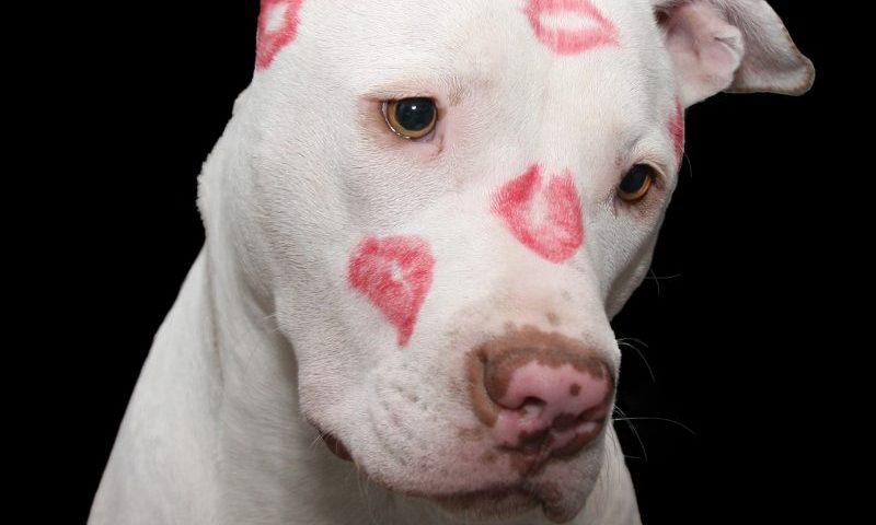 £27m set to be spent on pets this Valentine’s