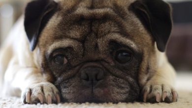 Gumtree responds to puppy smuggling sellers