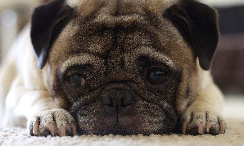 Gumtree responds to puppy smuggling sellers