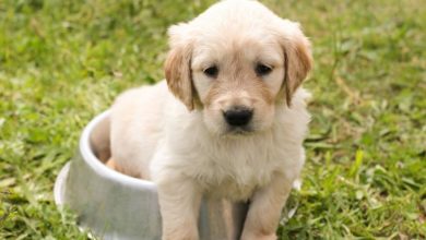 Over 4 million pets at risk of deadly conditions