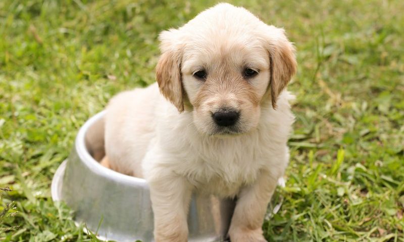 Over 4 million pets at risk of deadly conditions