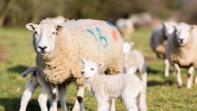 Dog owners warned to keep pets on a lead