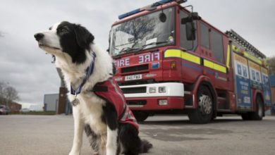 Search and rescue dog awarded with OBE