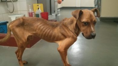 5% rise in animal cruelty cases