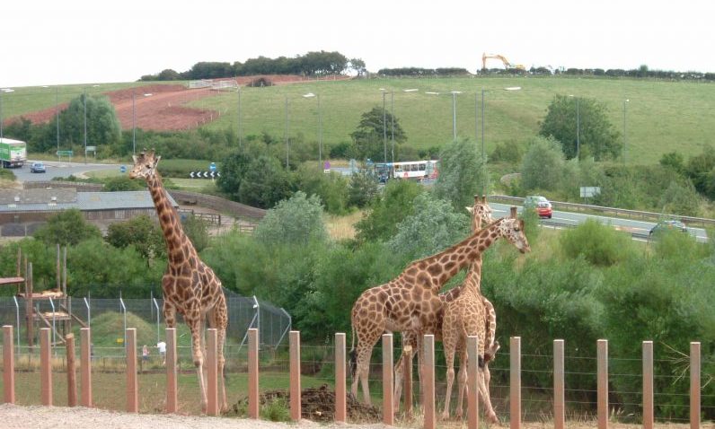 Nearly 500 animals die at UK zoo