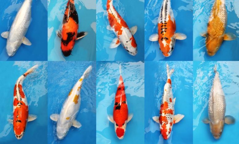 koi carp