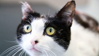 Cat survives boiling water attack