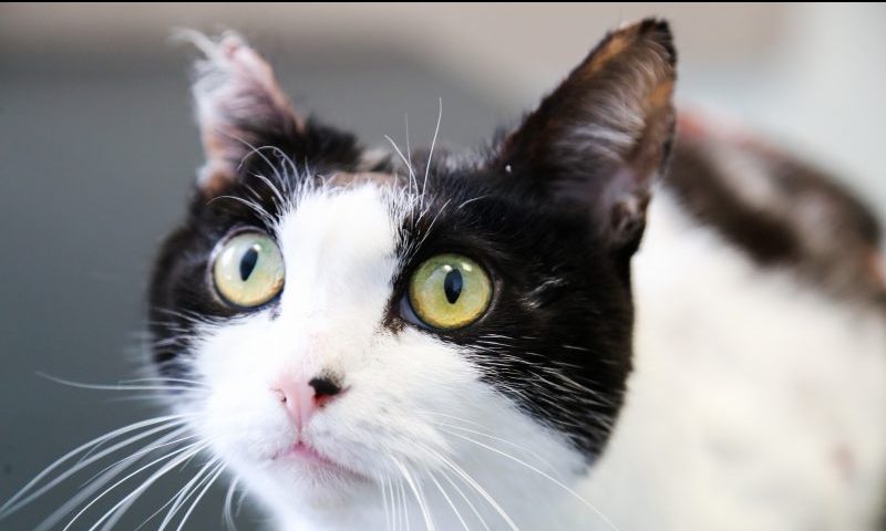 Cat survives boiling water attack