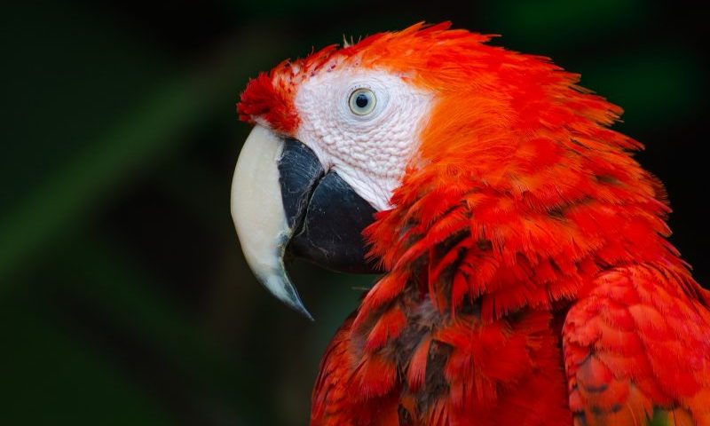 Man caught with parrot on his steering wheel