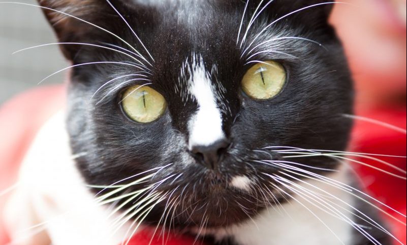 Two new qualifications launched at Crufts