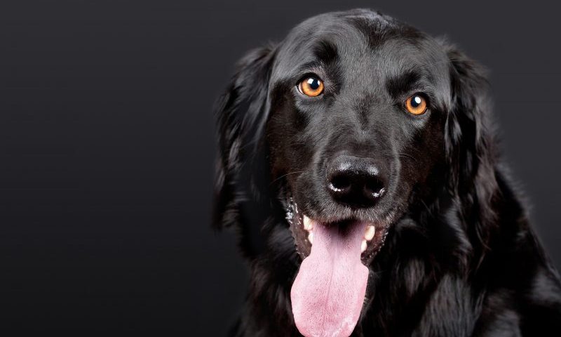 Bella knocks Alfie off top spot