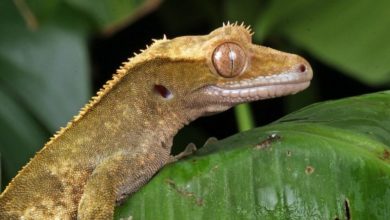 New partnership announced to promote reptile welfare