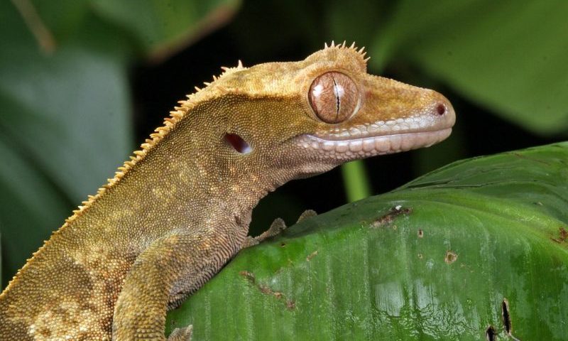 New partnership announced to promote reptile welfare