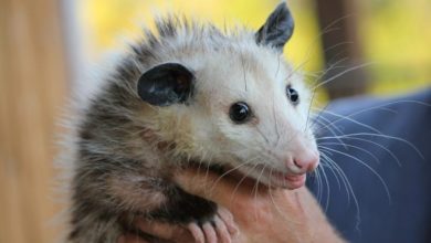 Rabies risk as illegally imported animals found in pet shop