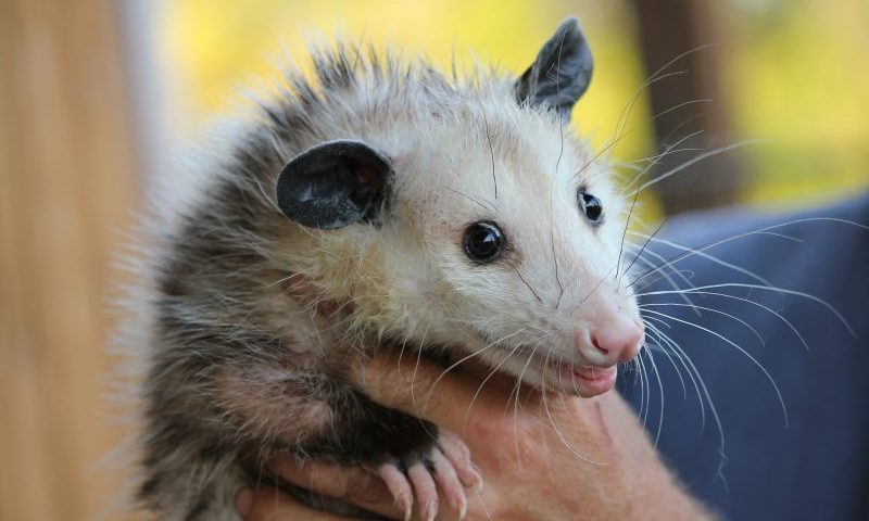 Rabies risk as illegally imported animals found in pet shop