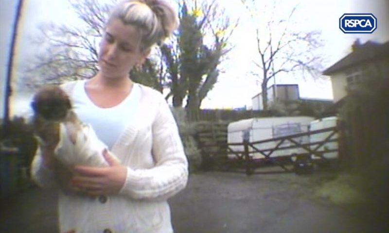 Couple jailed for selling sick puppies