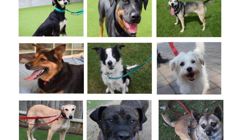 Not enough dogs are microchipped, charity claims