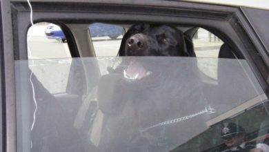 RSPCA, Dogs Hot Cars