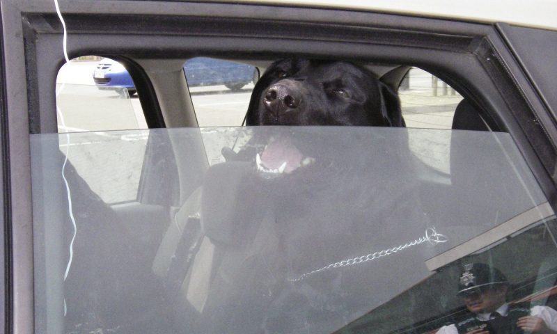 RSPCA, Dogs Hot Cars