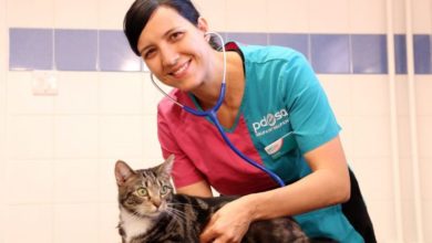 ‘Cleaning products can be deadly for pets’, claims charity