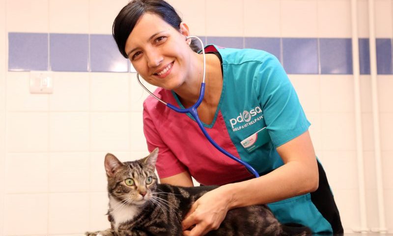 ‘Cleaning products can be deadly for pets’, claims charity