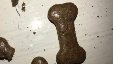 Warning as ‘metal wire’ found in supermarket dog treats