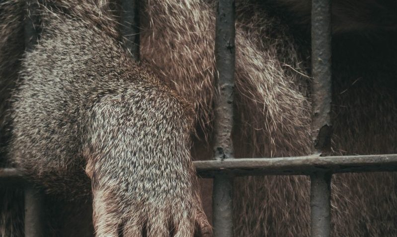 ‘Primates can be bought as easily as goldfish’, claims Monkey World