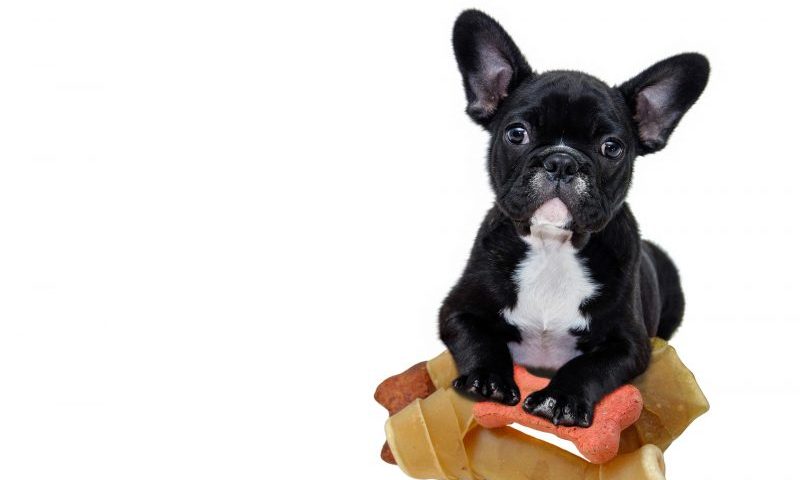 Pet shop owner fined for illegal puppy sales