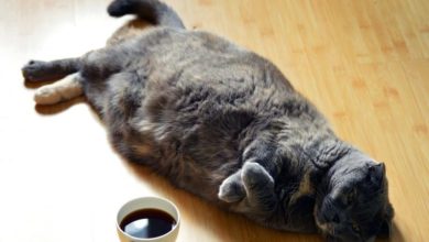 Cat diabetes more than doubled in the last year