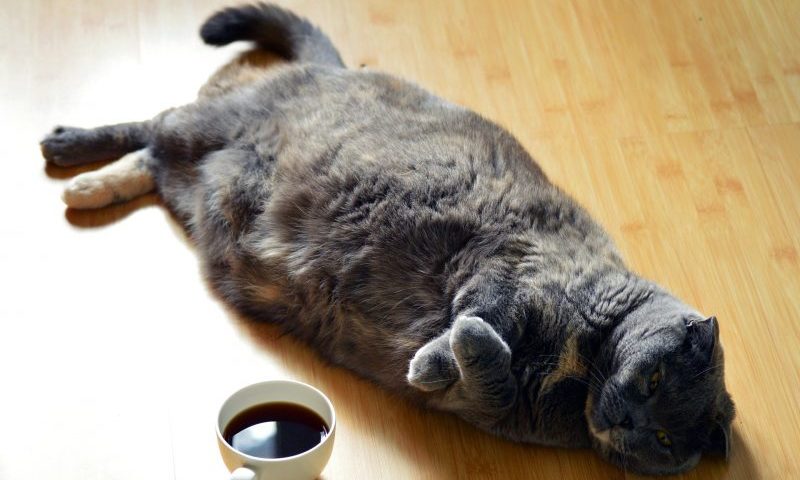 Cat diabetes more than doubled in the last year