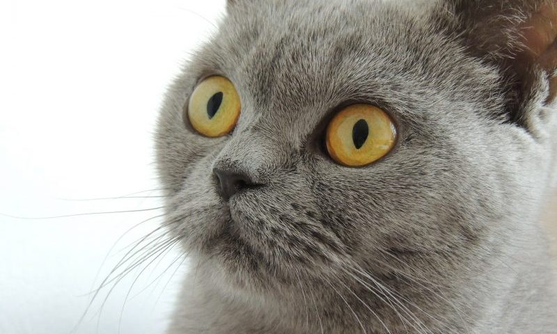 Illegal cat fur sold by high street retailer