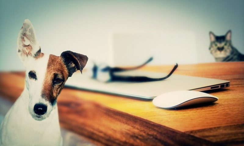 Help over licensing response needed