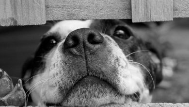 New app records a dog’s call to nature