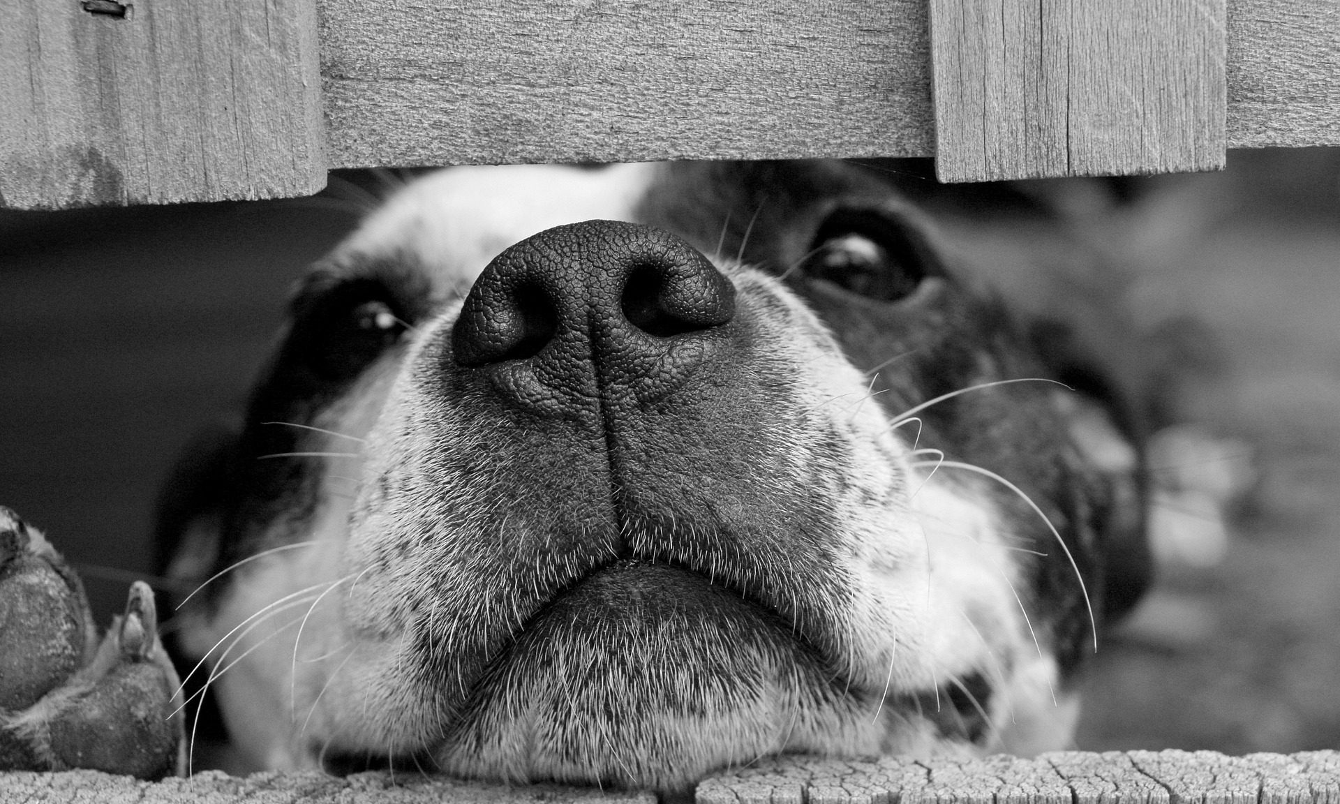 New app records a dog’s call to nature