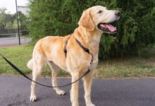 petsafe, pets, zoomark