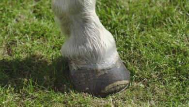 Laminitis, veterinary, PPID, vets