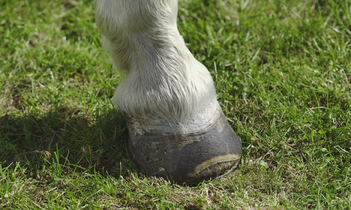 Laminitis, veterinary, PPID, vets