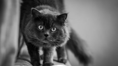 One in ten owners are allergic to their pet