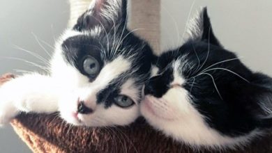 Kittens found in washing machine