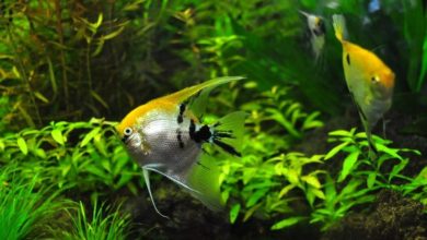 Aquatic ownership comes out on top