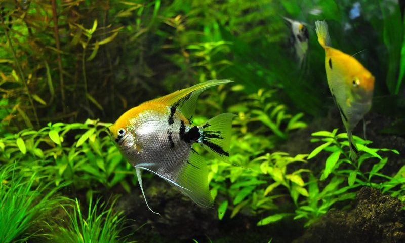 Aquatic ownership comes out on top