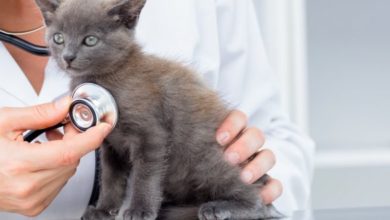 UK needs to continue to be ‘a global centre of excellence for animal medicines’
