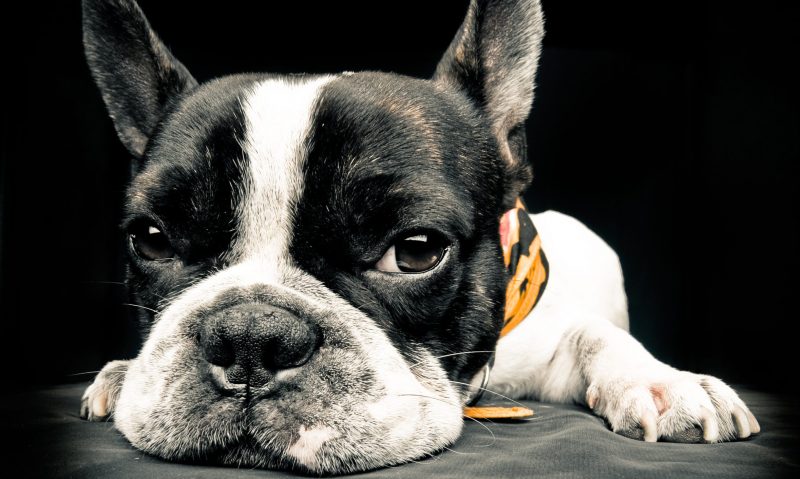 RVC, French Bulldog