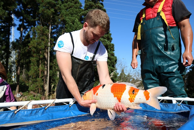 Koi