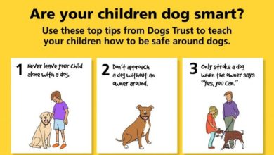 Four children admitted to hospital for dog bites everyday